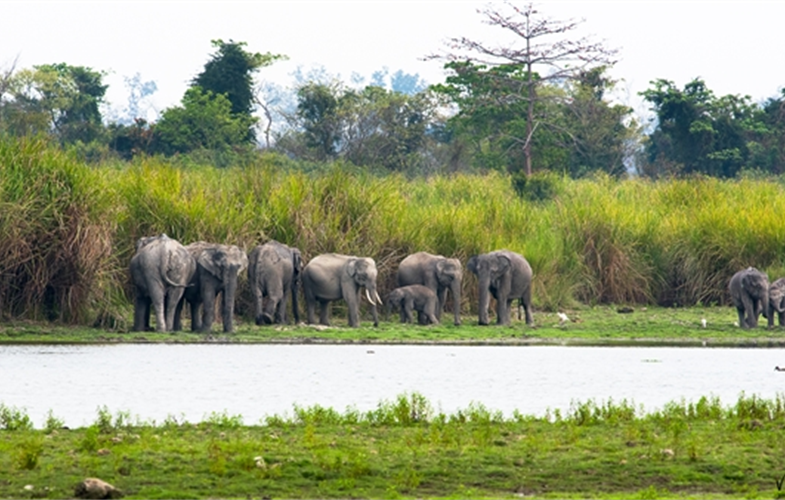 Kaziranga Elephants Copyright Varun R Goswami